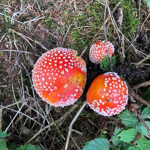 Fly Agaric