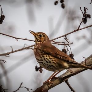 Song Thrush