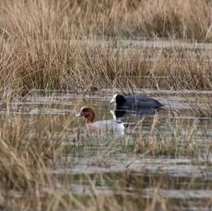 Eurasian Wigeon