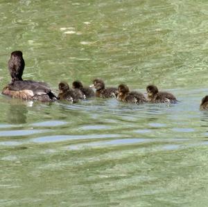 Tufted Duck