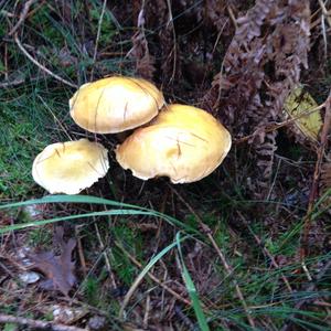 Larch Suillus