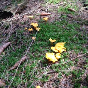 Chanterelle, Common