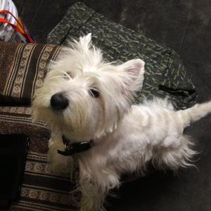 West Highland White Terrier