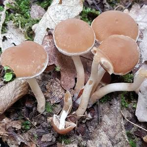 Clustered Psathyrella