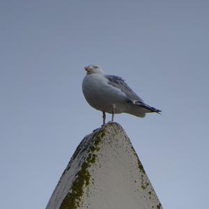 Herring Gull