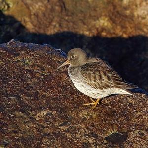 Purple Sandpiper