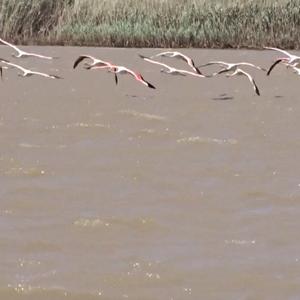 Greater Flamingo