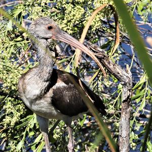 White Ibis