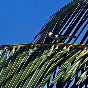 Northern Mockingbird