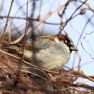 House Sparrow