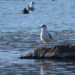 Black-headed Gull