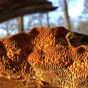 Thick-maze Oak polypore