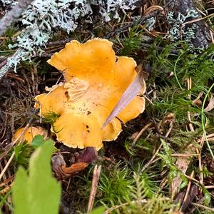 Chanterelle, Common