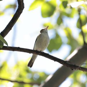 Berglaubsänger