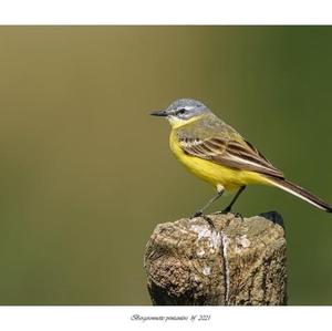 Yellow Wagtail