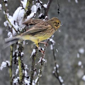 Yellowhammer