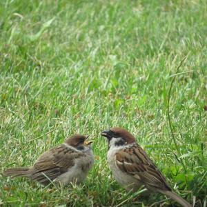 Eurasian Tree Sparrow