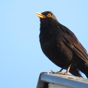 Eurasian Blackbird