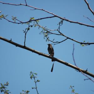 Hedge Accentor