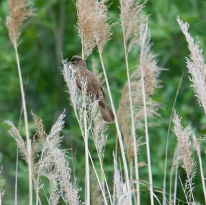 Great Reed-warbler