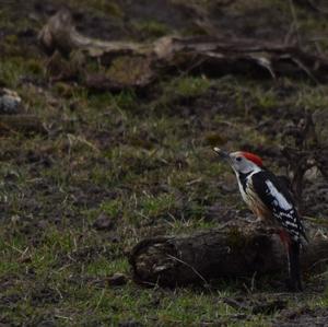 Middle Spotted Woodpecker