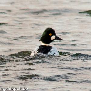 Common Goldeneye