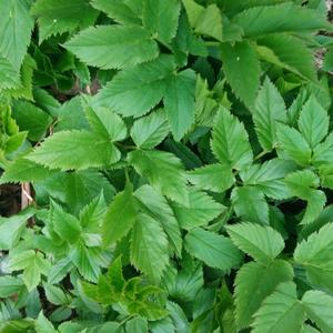 Ground-Elder