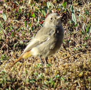 Black Redstart