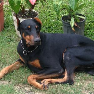 Dobermann