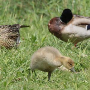 Greylag Goose