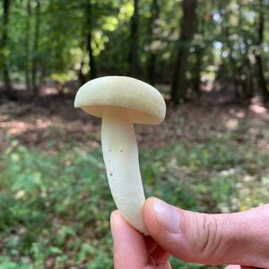 Yellow-ochre Russula