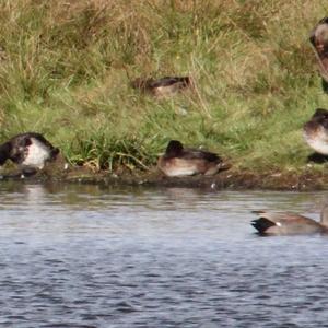 Tufted Duck