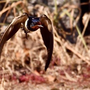 Barn Swallow