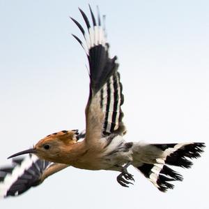 Eurasian Hoopoe