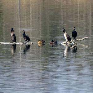 Great Cormorant