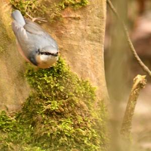 Wood Nuthatch