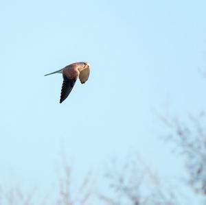 Common Kestrel