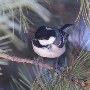 Coal Tit