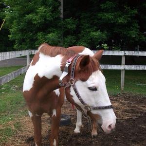 American Paint Horse