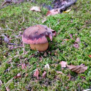 Lurid Bolete