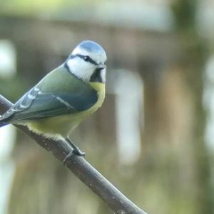 Blue Tit