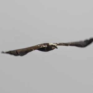 Western Marsh-harrier