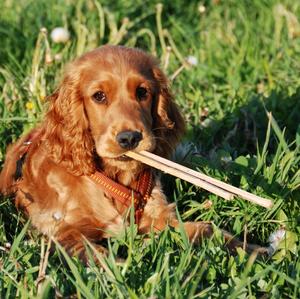 Spaniel (English Cocker)