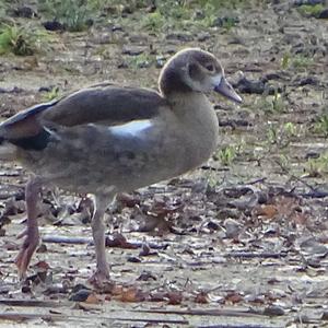 Nilgans