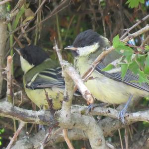 Great Tit