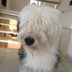 Old English Sheepdog