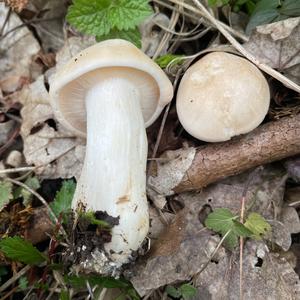 St George`s Mushroom