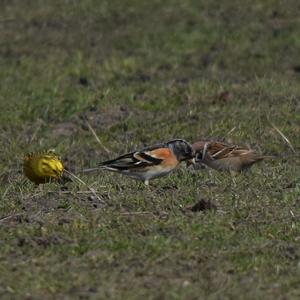 Brambling