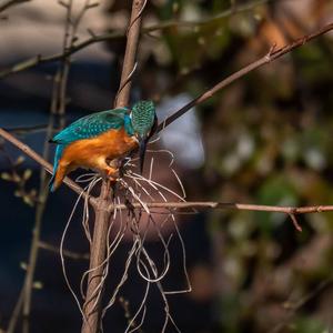 Common Kingfisher