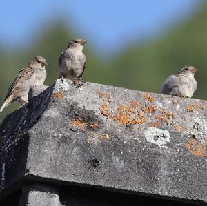 House Sparrow